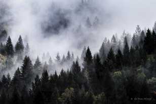 Mountain Mists-7881.jpg Mountain Mists-7881.jpg